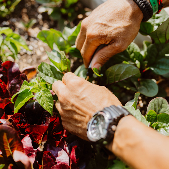 Gardening Workshop